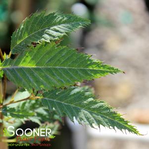 SILVER LACE JAPANESE HORNBEAM